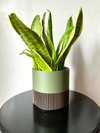 Two-Toned Cedar & Olive Plant Pot