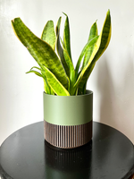 Two-Toned Cedar & Olive Plant Pot
