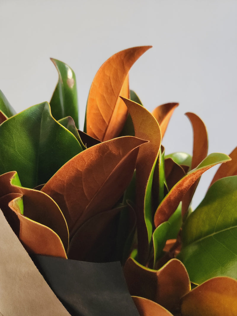 Magnolia Branch Bundles