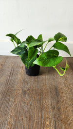 4" Philodendron Cordatum