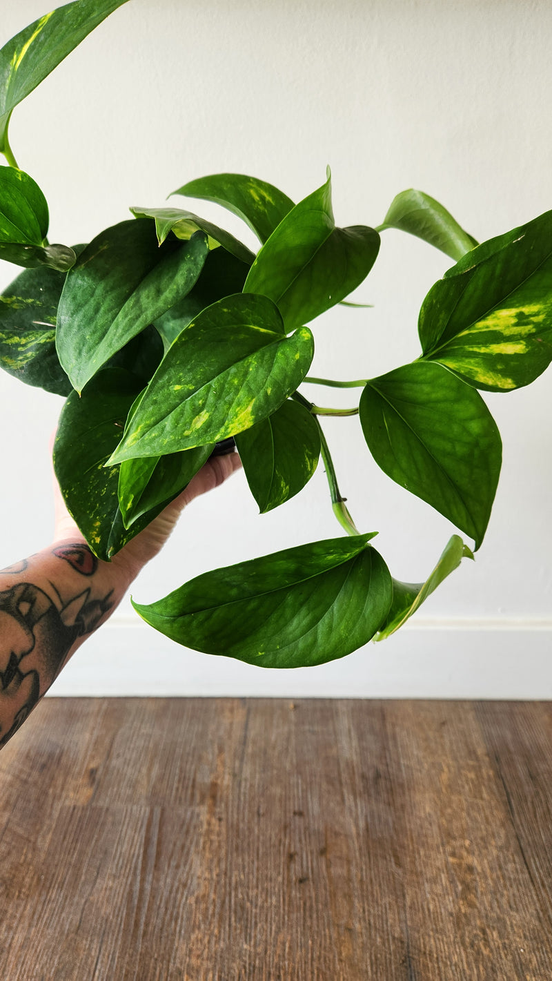 4" Philodendron Cordatum