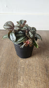 Pilea Norfolk (Friendship Plant)