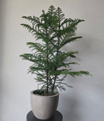 6" Norfolk Pine (Pot Sold Separately)