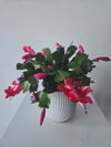 4" Christmas Cactus in Neutral Ceramic Pot