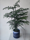 Norfolk Pine In Winter Blue Pot