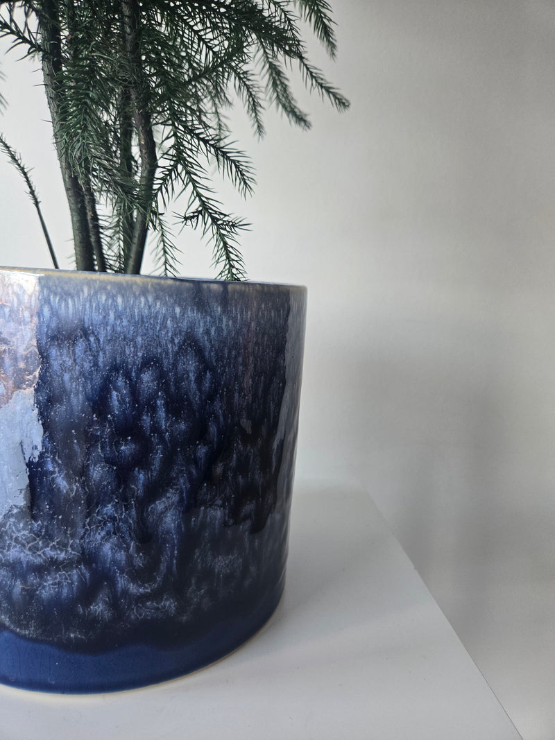 Norfolk Pine In Winter Blue Pot