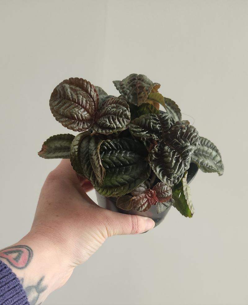 Pilea Norfolk (Friendship Plant)