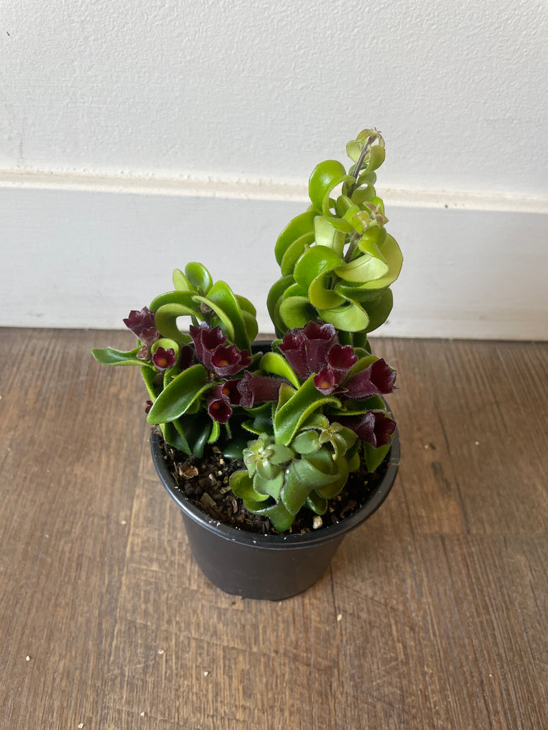 Small potted plant on a wooden surface next to a white wall