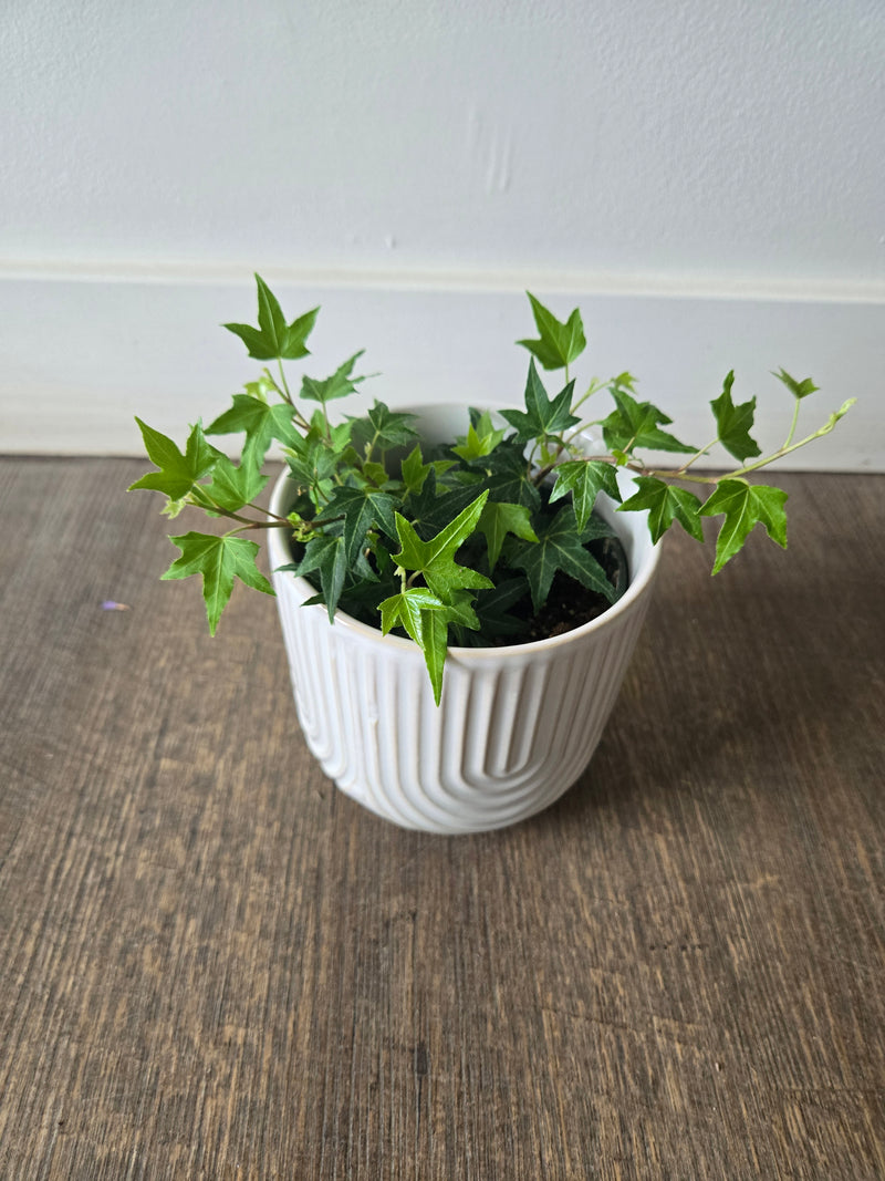 A potted ivy plant with green leaves, placed on a wooden floor against a white wall.