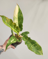Philodendron Ring of Fire