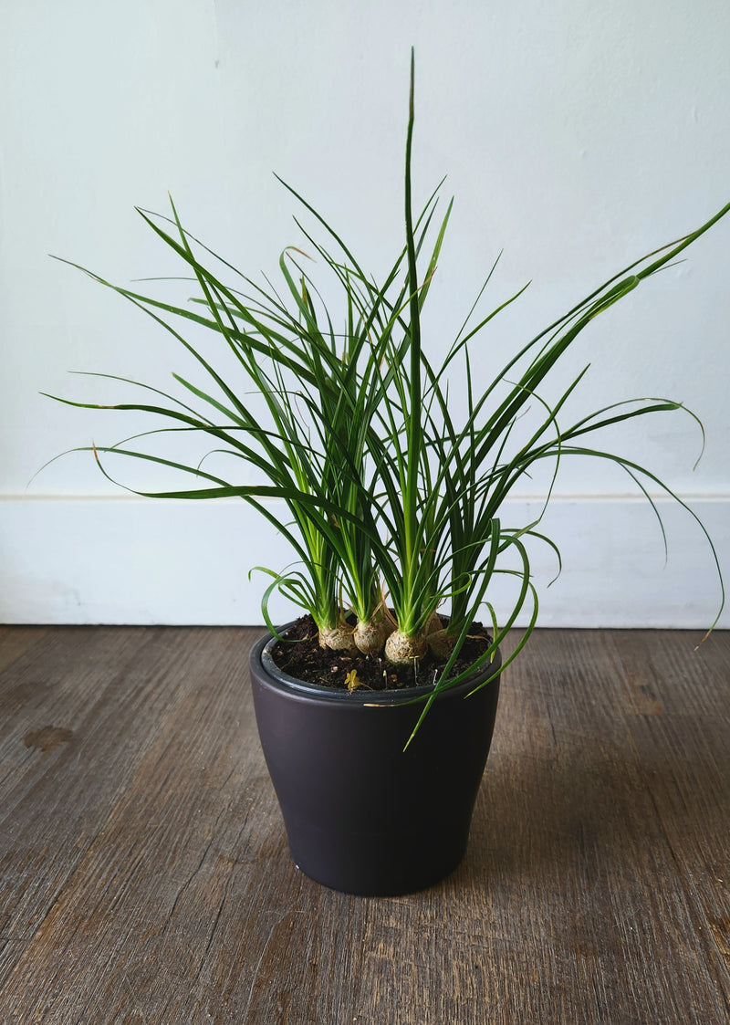 A 4 inch Ponytail Palm plant in a black pot placed on a wooden surface against a white background.