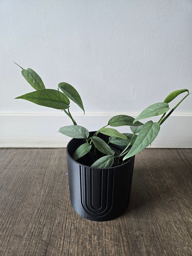 A potted Pothos Cebu Blue plant with green leaves in a black grower's pot placed on a wooden floor against a white background.