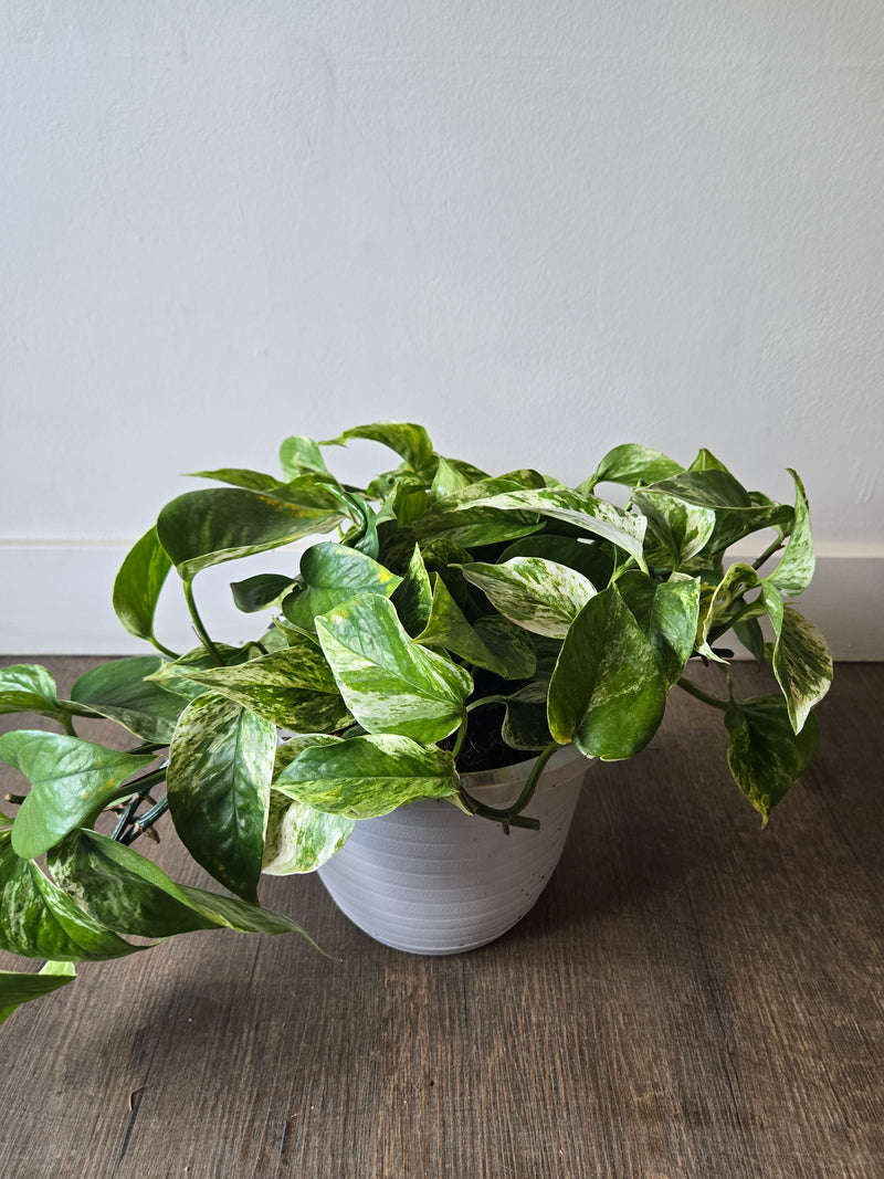 Marbled green and white leaves on a vining plant in an 8 pot