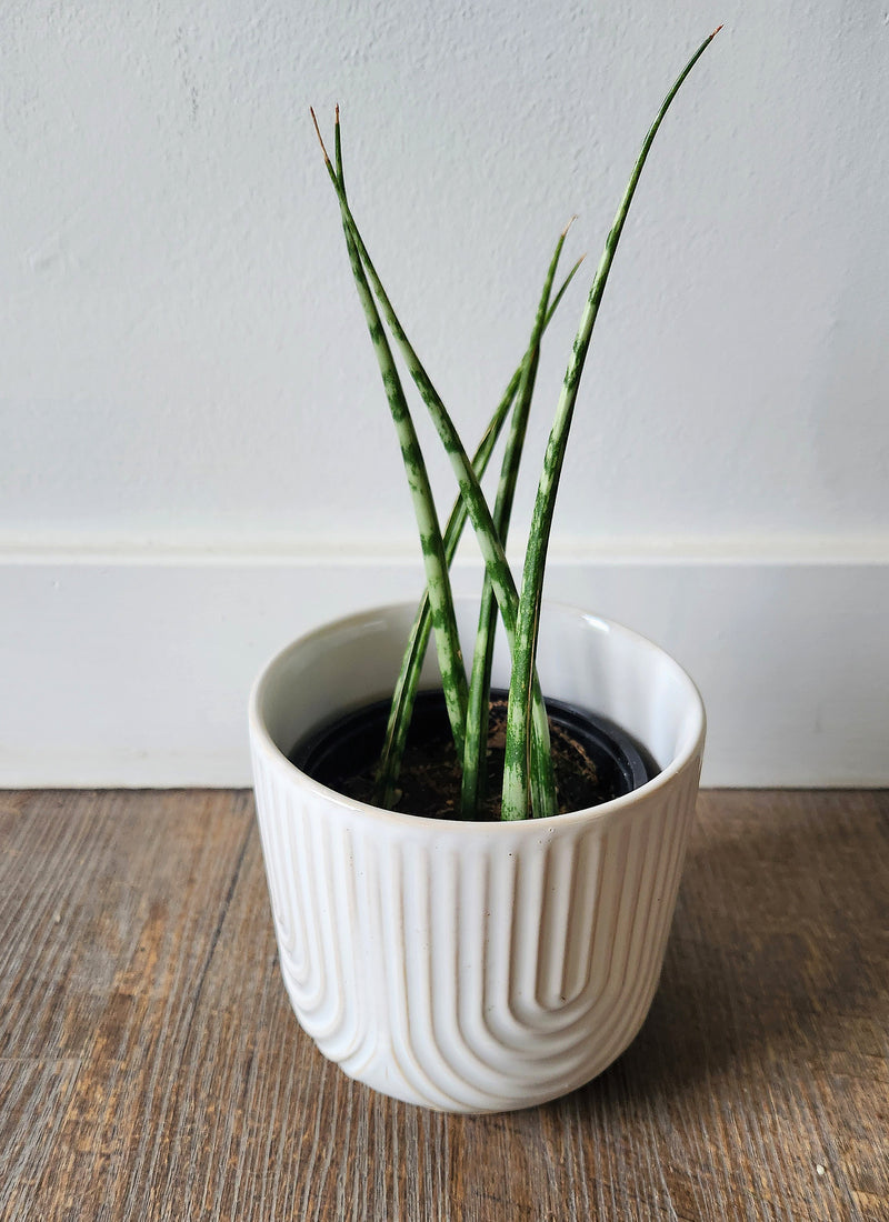 A 4-inch Sanseveria Mikado plant with slender, tall, green leaves, potted in a white ceramic pot placed on a wooden surface.