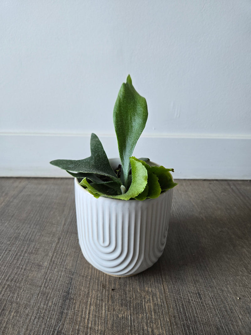 A 4-inch Staghorn Fern plant in a white pot, placed on a wooden surface against a white background.