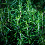 NEW! Rosemary Hair Serum