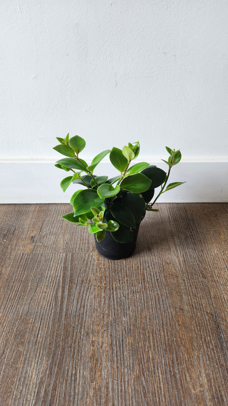 A potted Lipstick Plant with vibrant green foliage and red blooms placed on a wooden floor against a white wall.