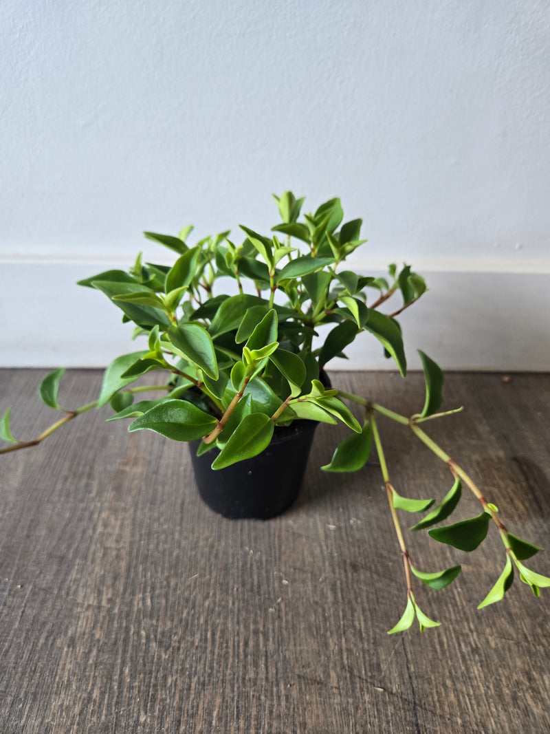 Green plant hanging from a wooden frame against a white wall
