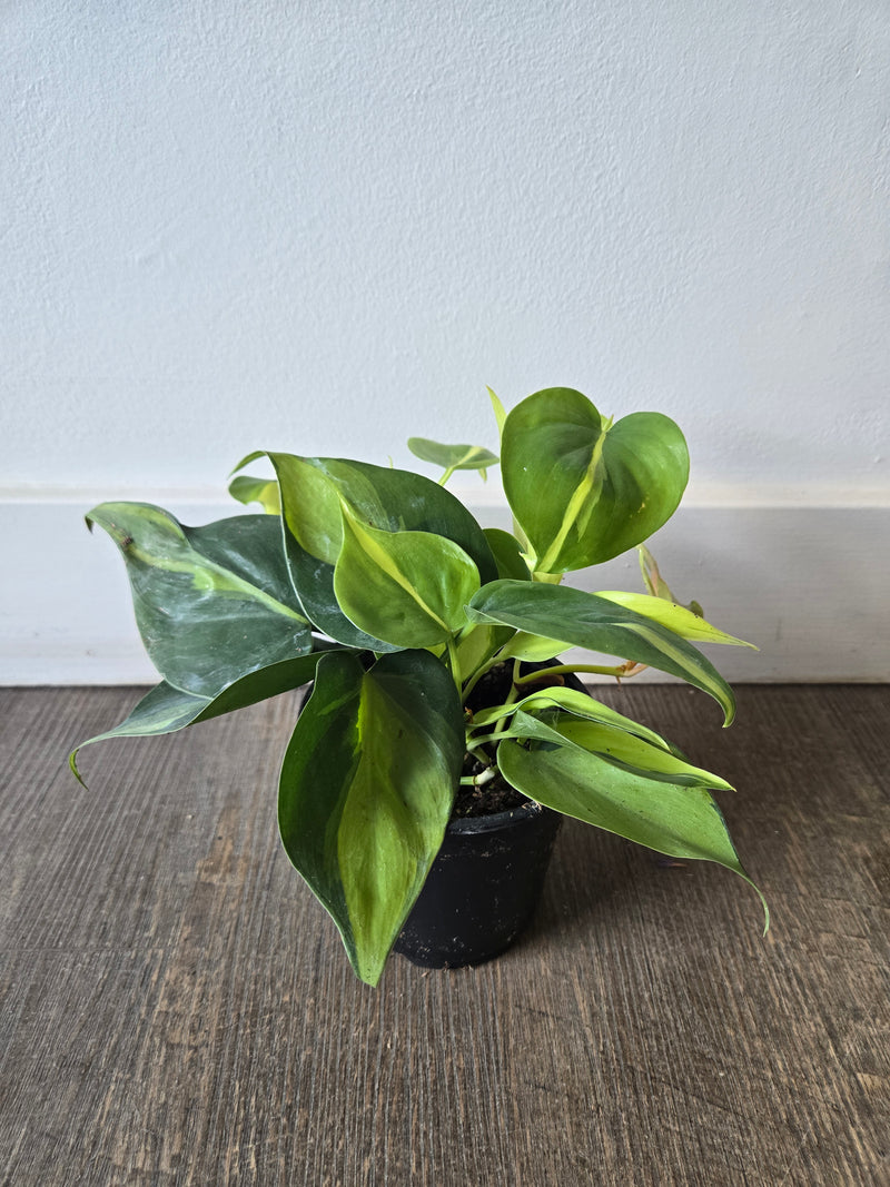 Small potted plant leaning against a wooden surface with a white wall in the background