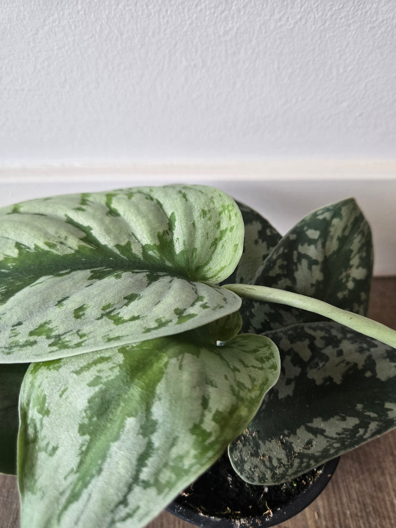 Close-up of a potted plant with green and white leaves on a neutral background