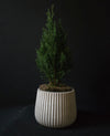 Cypress Tree in Ribbed Ceramic pot