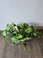 Pothos Marble Queen 8"