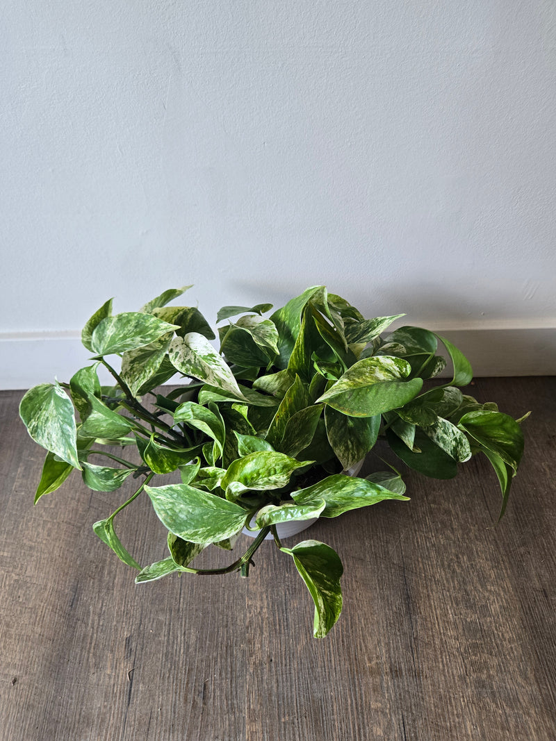Pothos Marble Queen 8"