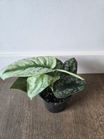 Satin Pothos 4"