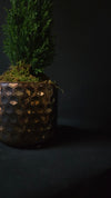 Cypress Tree in Copper Honeycomb pot