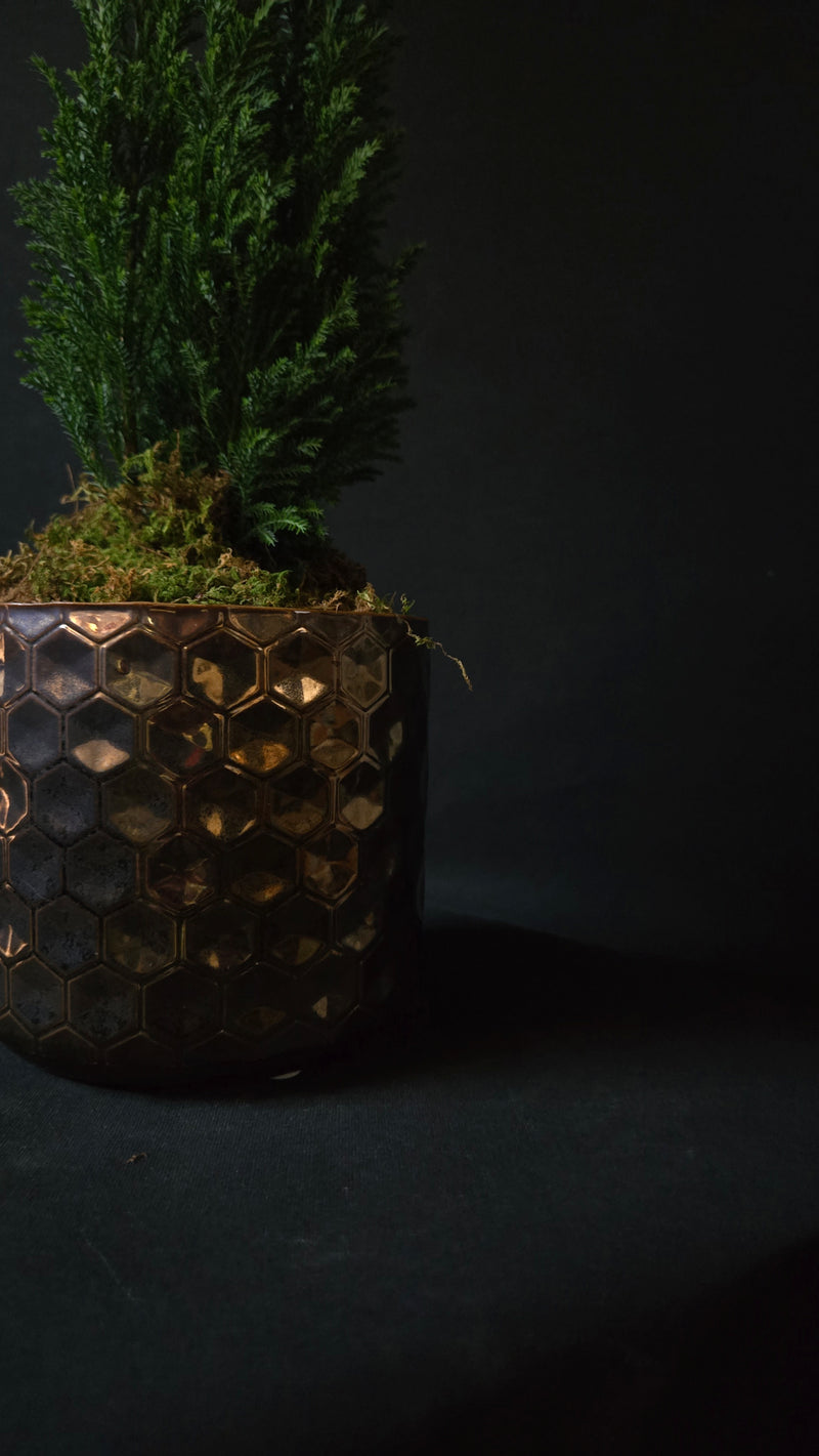 Cypress Tree in Copper Honeycomb pot