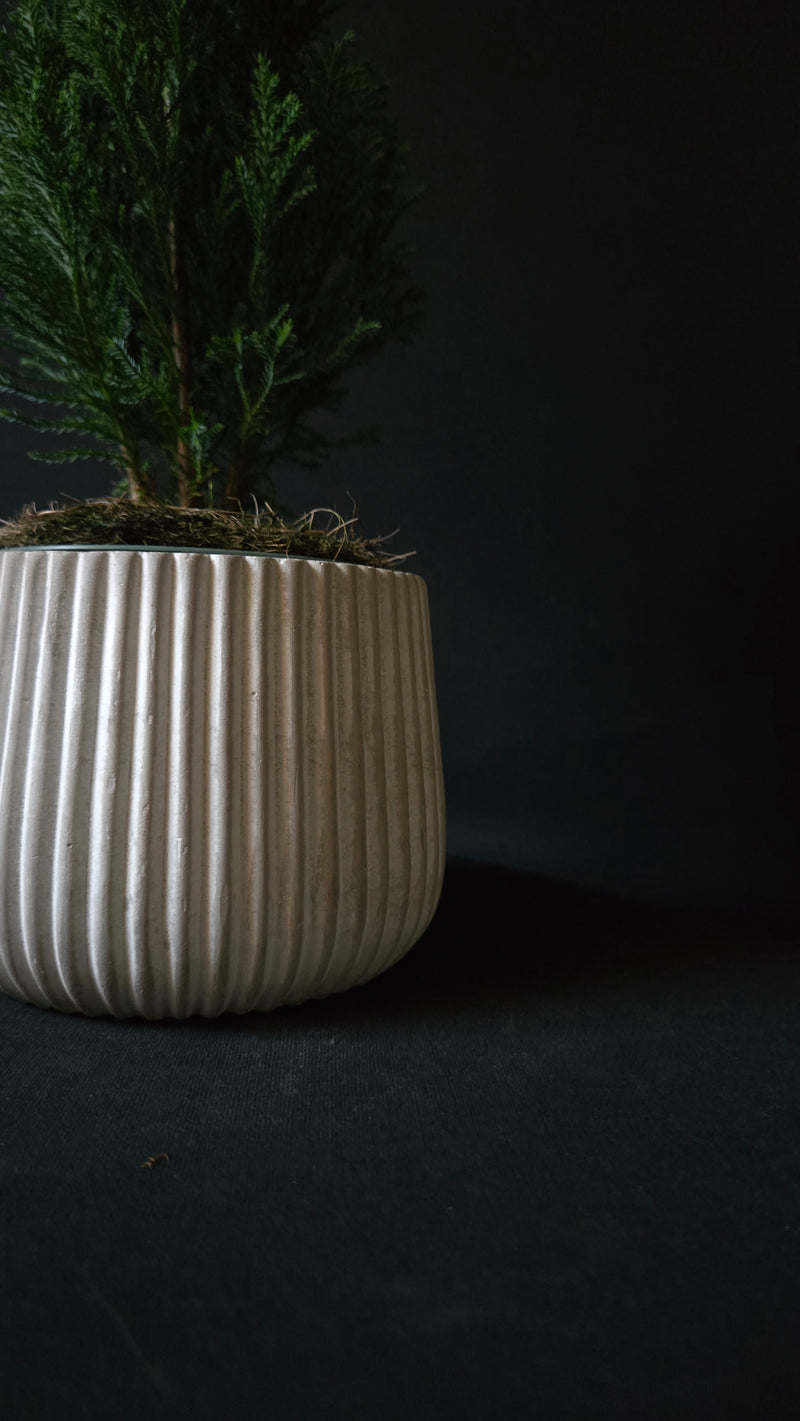 Cypress Tree in Ribbed Ceramic pot