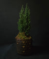 Cypress Tree in Copper Honeycomb pot