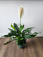 6" Peace Lily (Spathiphyllum)