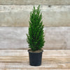 4" European Cypress