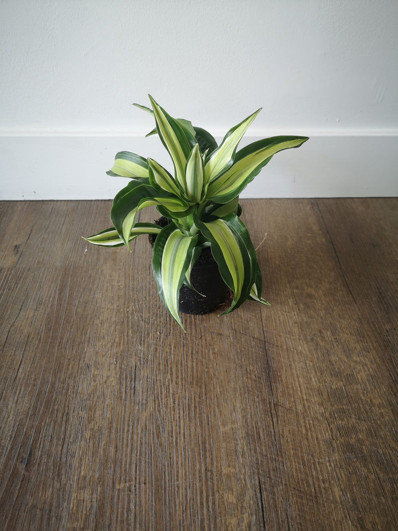 Plant with dark green and light green leaves. Long ribbon-like leaves growing out of a short plant in a 4
