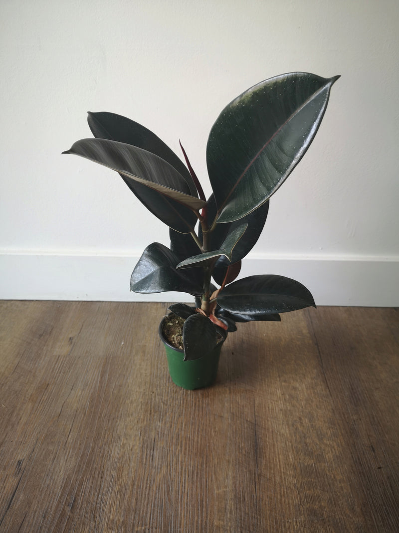 A potted Ficus (Rubber Plant) with dark green leaves and burgundy highlights, placed on a wooden surface.