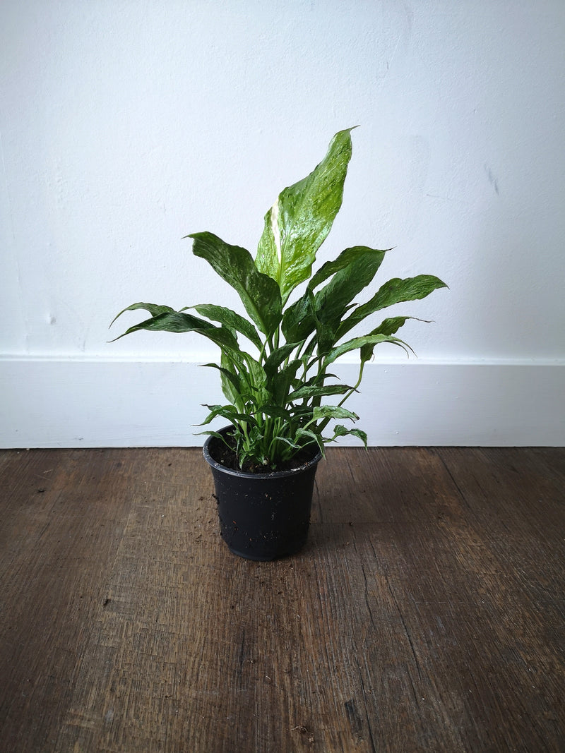 4" Peace Lily (Spathiphyllum)