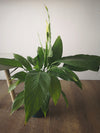 6" Peace Lily (Spathiphyllum)